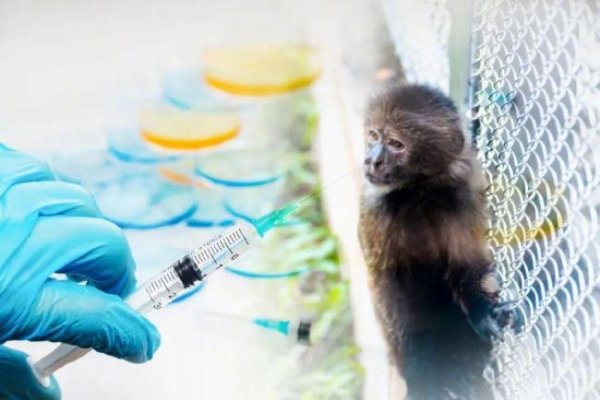 稳拿证券 美国告别动物实验新药还安全吗？