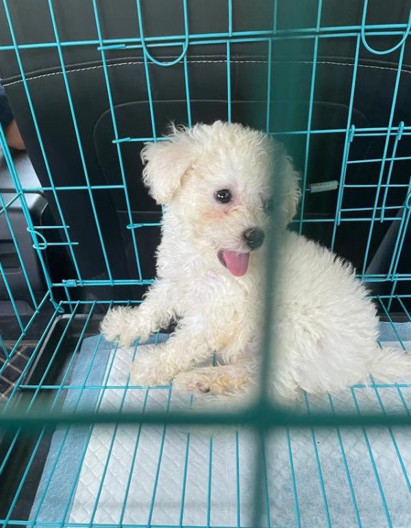 云燚网 养猫还是养狗？挑狗7个细节不留坑，你敢试吗？